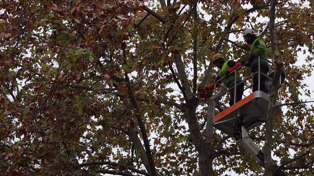 砍树工人-在城市中修剪树木视频下载