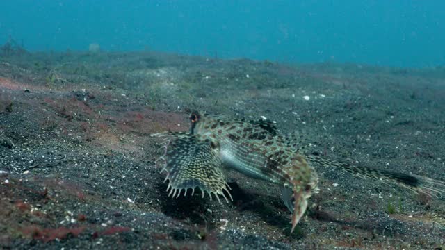 苏拉威西岛，东方飞鱼鲂游过海床。视频下载