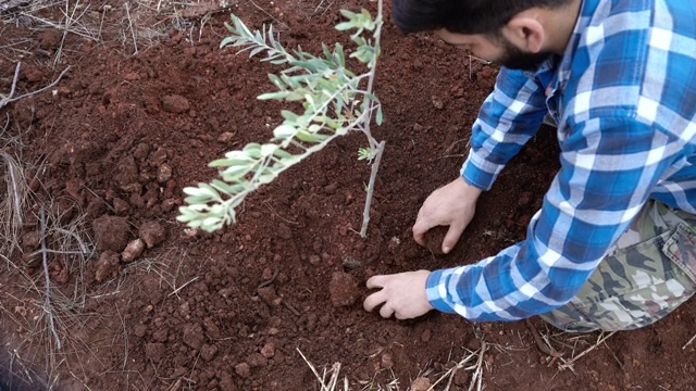 男农夫在花园里种橄榄树幼苗视频下载