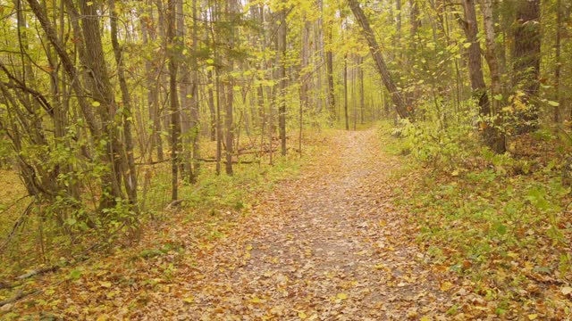 美丽的野山秋林，铺满金色落叶的路。高质量的全高清镜头。视频素材