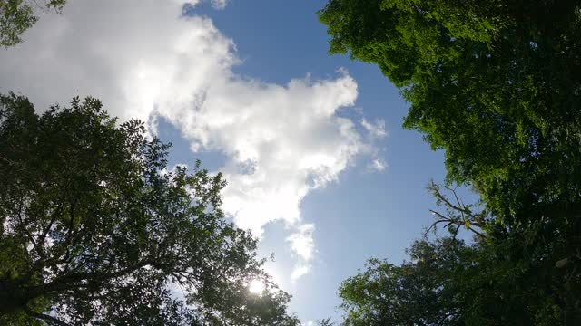 明亮的阳光光线透过绿色的树叶冠层照射的低角度视图视频素材