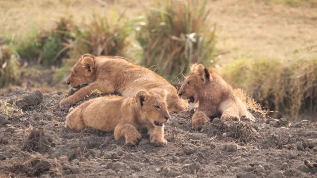 非洲狮子幼崽视频下载