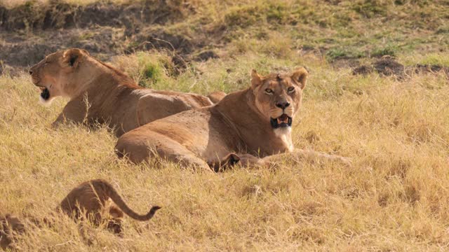 非洲狮子家族视频素材