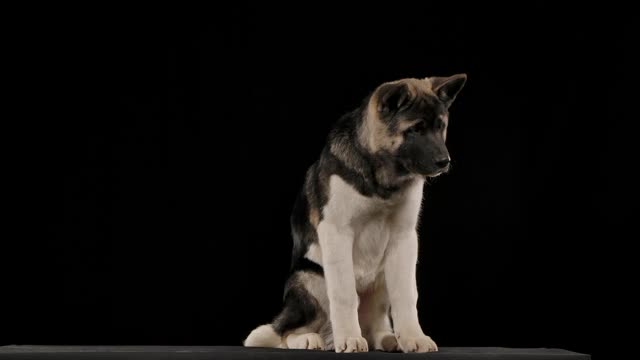 美国秋田坐在演播室里，背景是茁壮成长的黑色。这只狗扭着它的头，慢慢地张开和闭上它的嘴。近距离视频下载