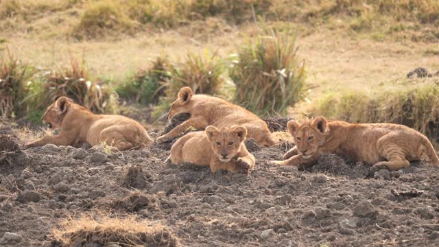 非洲狮子幼崽视频素材