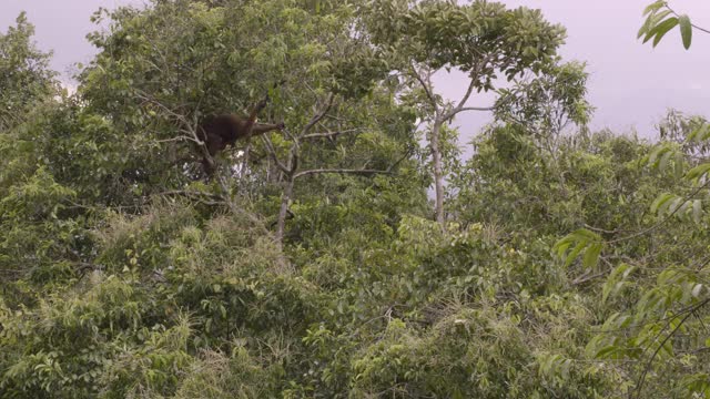 苏门答腊岛树上的猩猩。视频下载