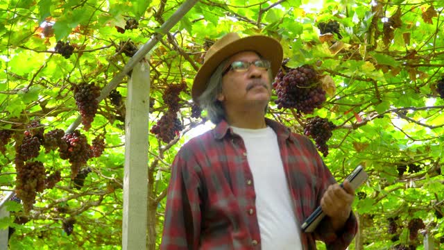 在阳光明媚的日子里，4K微笑亚洲资深男农民在悬挂的葡萄藤花园里用数码片检查葡萄植株。快乐的老年男性园丁准备收获成熟的有机葡萄在葡萄园视频下载
