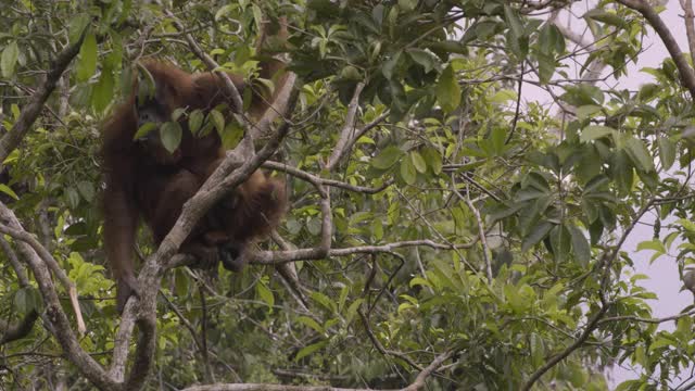 苏门答腊岛树上的猩猩。视频下载