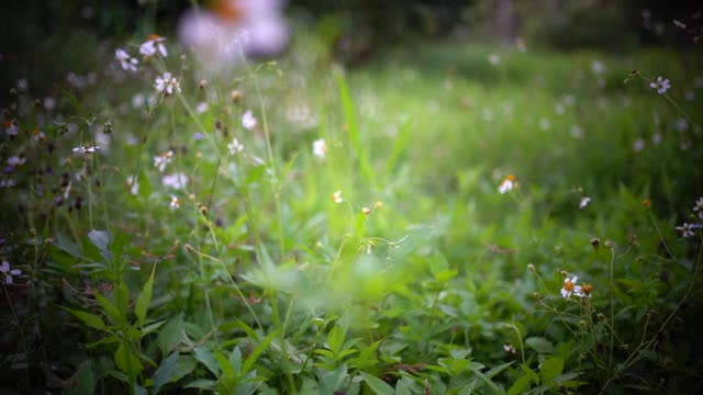 阳光照耀的草地上宁静的野花视频素材