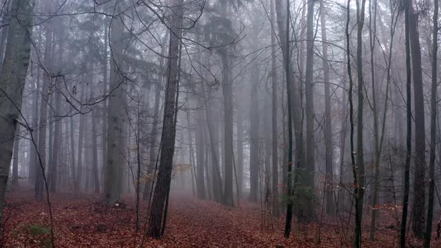 穿过雾蒙蒙的秋林视频素材