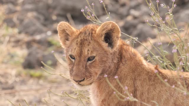 非洲狮子视频素材