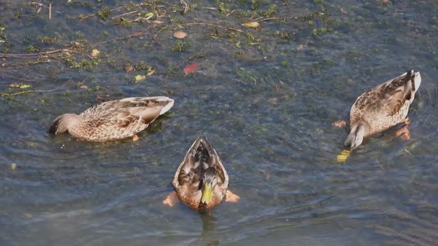 鸭子在河底吃东西视频素材