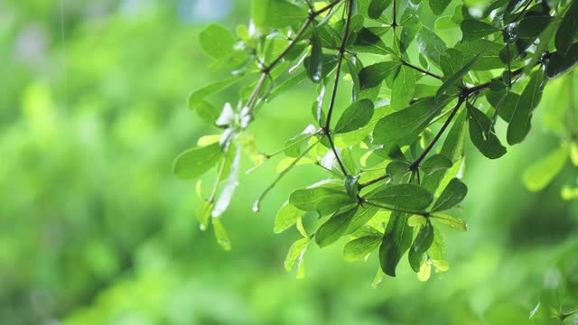4K近距离雨在树上。近距离下雨的树叶在白天的时间。小雨洒在小树上。绿色自然的概念。视频素材