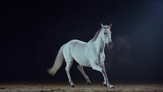 SLO MO白色的马在晚上的竞技场视频下载