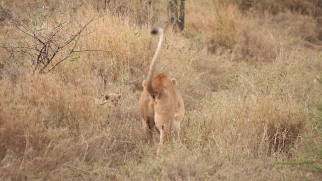 非洲狮和幼崽视频素材