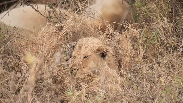 非洲狮子视频素材