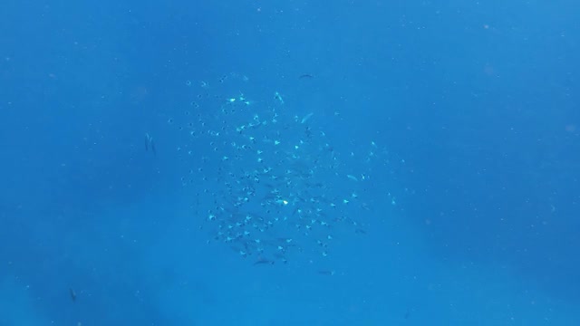 一群在红海觅食的印度鲭鱼视频素材