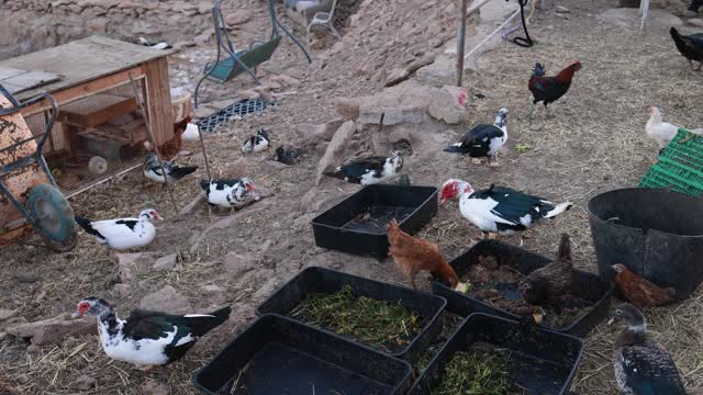 小鹅和鸡在农场里吃视频素材