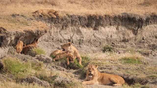 非洲狮子的骄傲视频素材