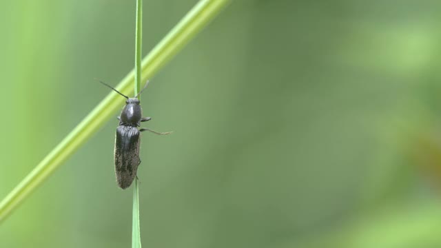 近距离拍摄的一个黑甲虫在一片草地上的叶片视频下载