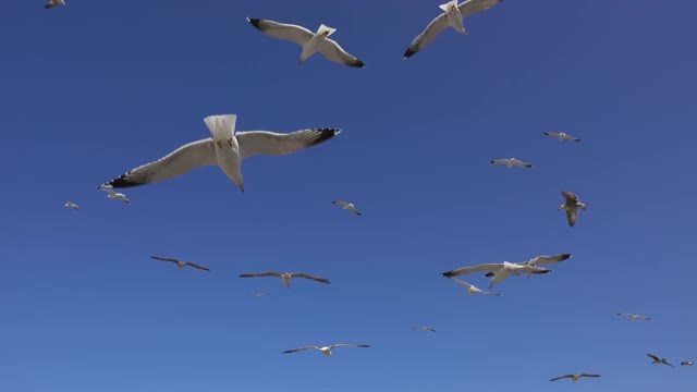 许多海鸥在晴天的蓝天下飞翔视频素材