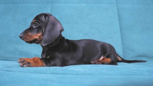 滑稽傻乎乎的腊肠小狗独自躺在家里的蓝色沙发上四处张望，是你心爱的宠物在公寓的第一天视频下载