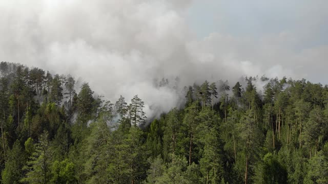 大火在森林里，燃烧着树木和草。俄罗斯的自然火灾视频素材