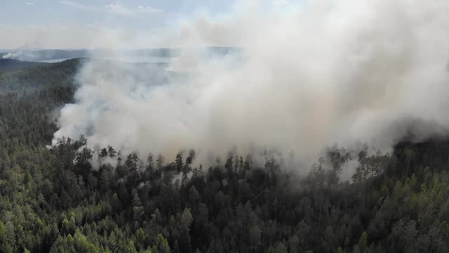 大火在森林里，燃烧着树木和草。俄罗斯的自然火灾视频素材