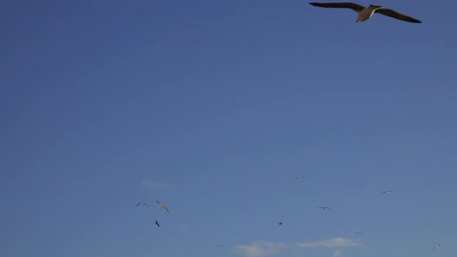 许多海鸥在日落时迎着蓝天飞翔视频素材