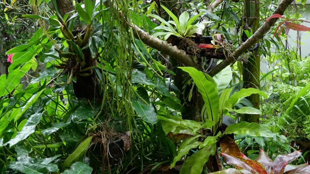 在绿色花园的热带雨季，雨点落在槐树上视频下载