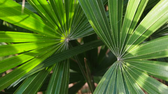 绿叶棕榈与阳光视频素材