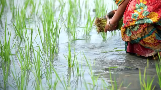 农民在泥泞的田地里种植有机水稻树苗视频下载