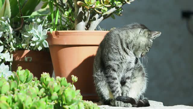 一只流浪猫坐在一堵旧墙上，在街上休息和晒日光浴。视频下载