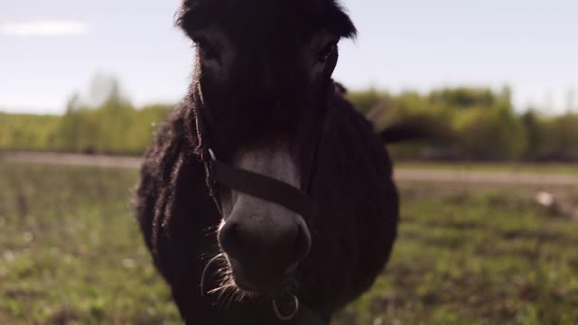 田野上的棕色小马近距离看着镜头视频下载