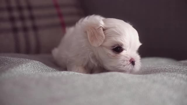 可爱的马尔济斯小狗从沙发上醒来。可爱的眼睛闪闪发光。视频下载