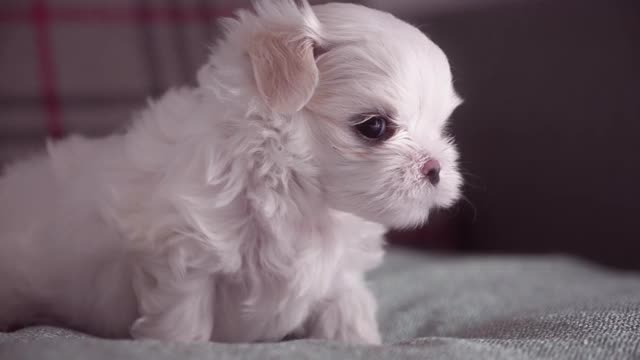 可爱的马耳他小狗在沙发上散步。可爱的眼睛闪闪发光视频下载