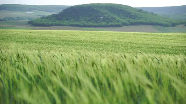 全高清农村绿色麦田，近距离拍摄。在阳光明媚的春日，麦田在风中飘扬。幼和绿色的小穗。大麦的穗子。农业、工业和食品生产视频素材