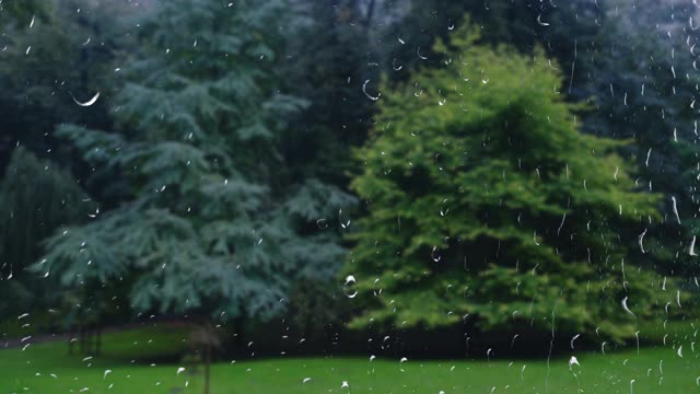 下雨时公园里的云杉。窗外的景色。雨滴落在玻璃上。视频素材