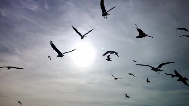 天空中慢镜头中海鸥的轮廓视频素材