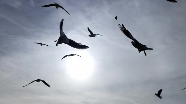 海鸥的轮廓在天空中飞翔视频素材