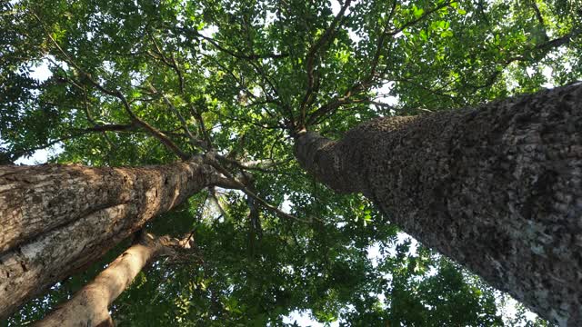 在雨林中寻找一棵树视频素材