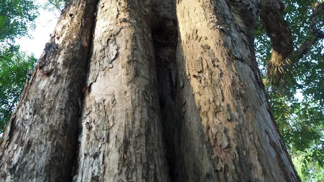 在雨林中寻找一棵树视频素材