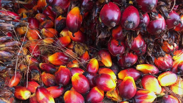 树上的新鲜油棕榈果实视频素材