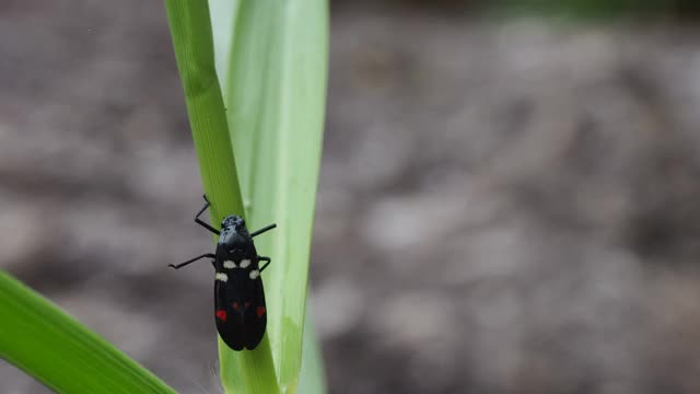 ฺ叶草上的黑色昆虫视频素材