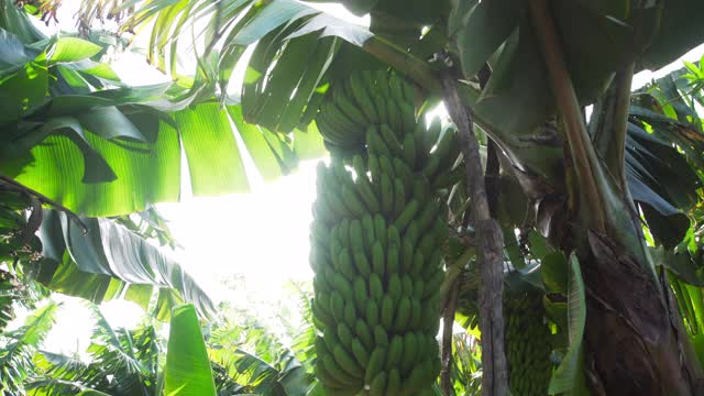 香蕉有机种植立苗视频下载