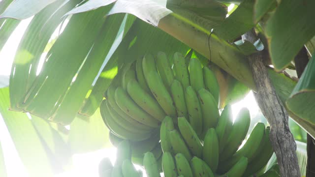 在有机农场收获香蕉之前视频下载