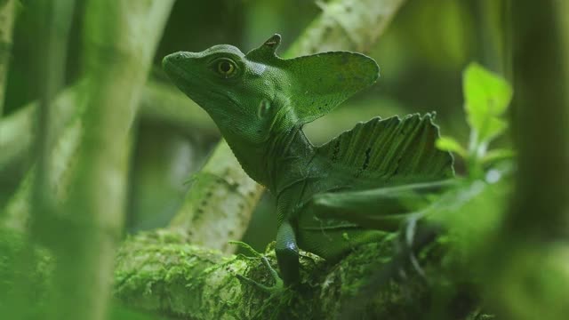 绿色蛇怪-蛇怪也被称为绿色蛇怪，双冠蛇怪，或耶稣基督蜥蜴，蜥蜴科的物种视频素材