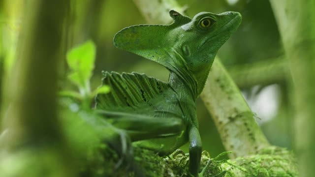绿色蛇怪-蛇怪也被称为绿色蛇怪，双冠蛇怪，或耶稣基督蜥蜴，蜥蜴科的物种视频素材