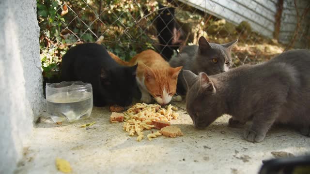 一群无家可归的猫在街上吃食物，这些食物是善良的人们和志愿者给它们的视频素材