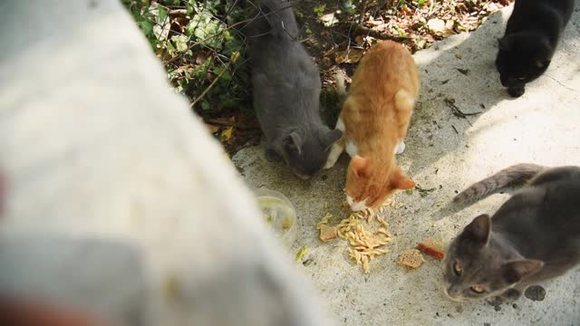一群无家可归的猫在街上吃东西。人们和志愿者喂养无家可归的可怜动物视频素材